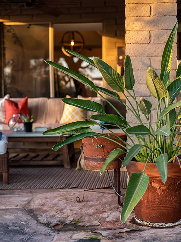 Backyard patio with seating and plants